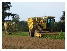 Bean Harvest