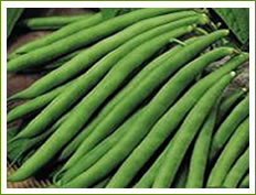 Beans