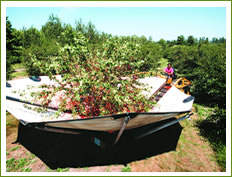 Cherry Harvest