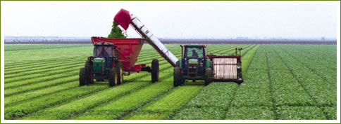 Harvesting Spinach