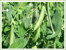 Pea Plant